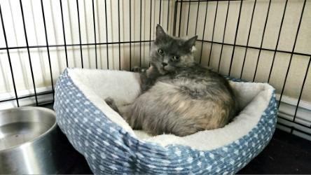 Smudge, a Adoptable mixed breed in Gautier, MS image 6/6