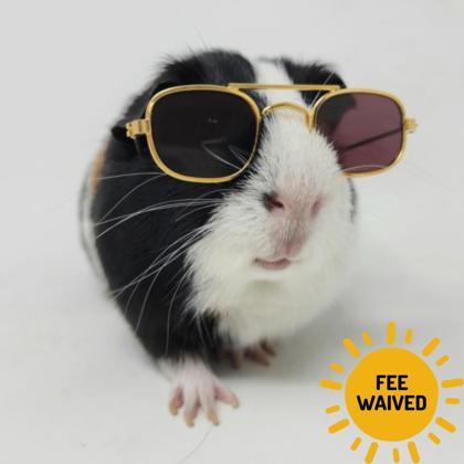 Spot, Adoptable, Adult Male Guinea Pig & Guinea Pig.