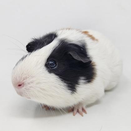 Enlarge Spot, a Adoptable mixed breed in Largo, FL image 3/3