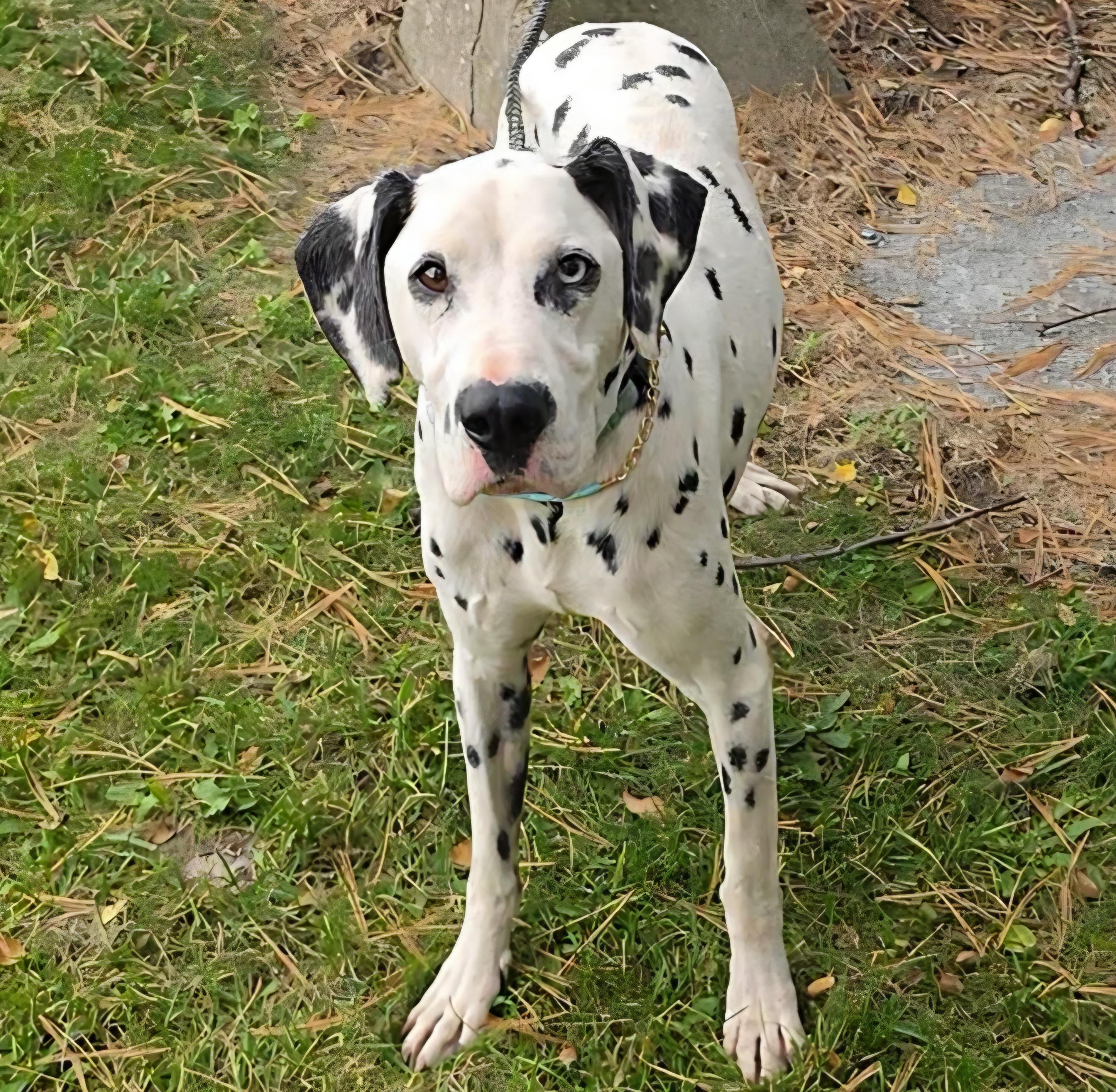 Enlarge Darwin, a Adoptable Dalmatian in LaGrange, IN image 2/6