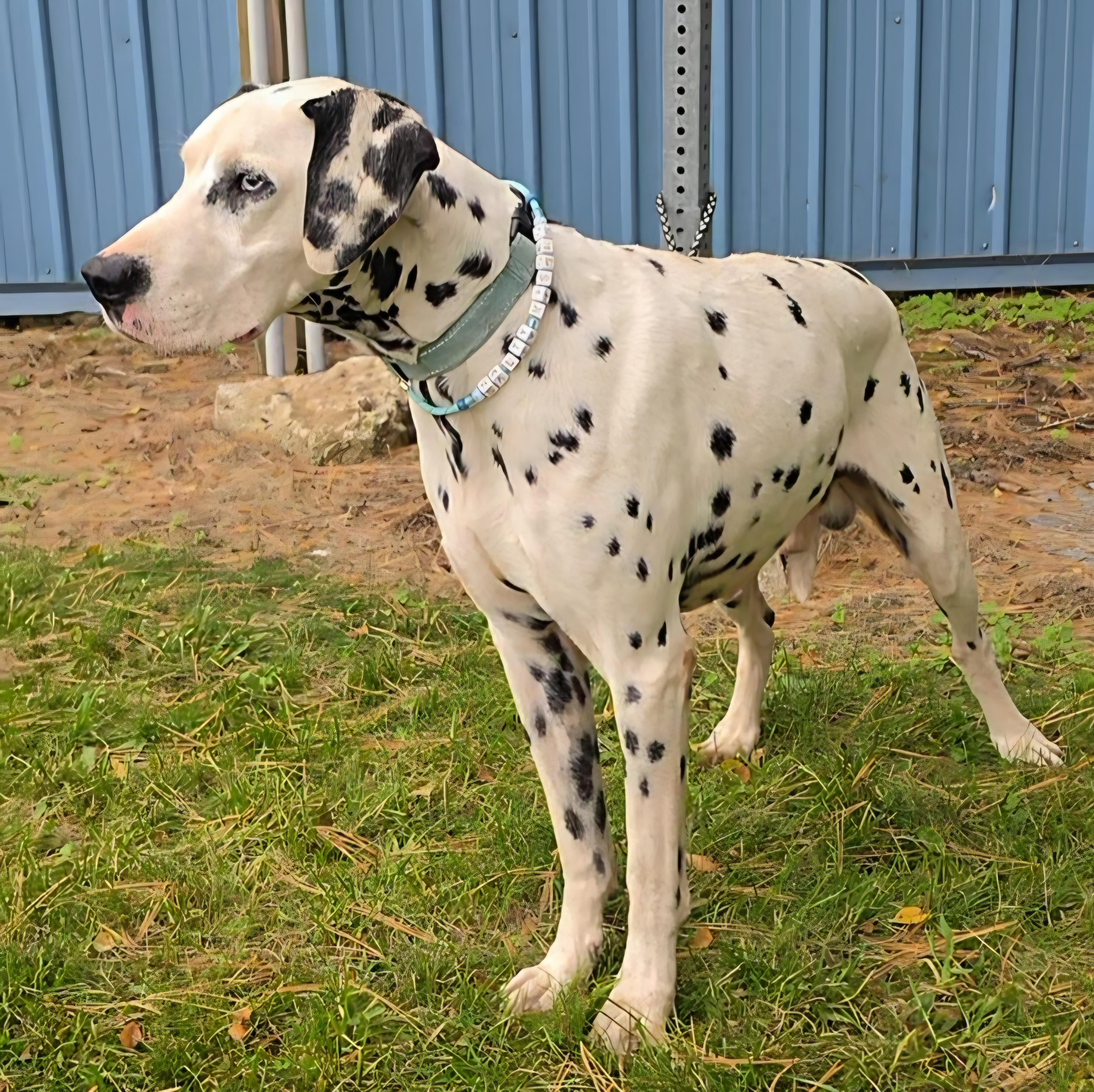 Enlarge Darwin, a Adoptable Dalmatian in LaGrange, IN image 3/6