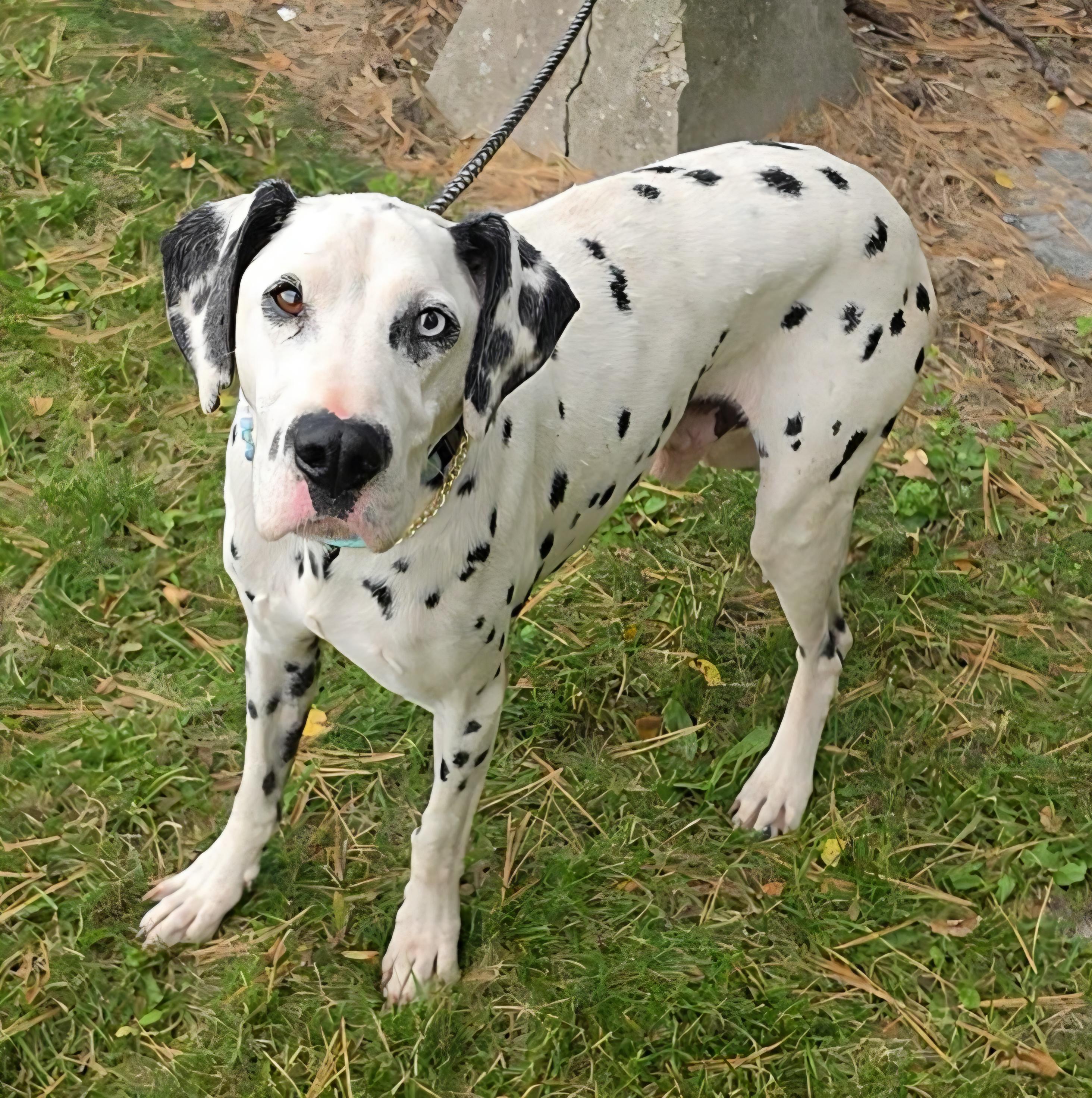 Enlarge Darwin, a Adoptable Dalmatian in LaGrange, IN image 6/6