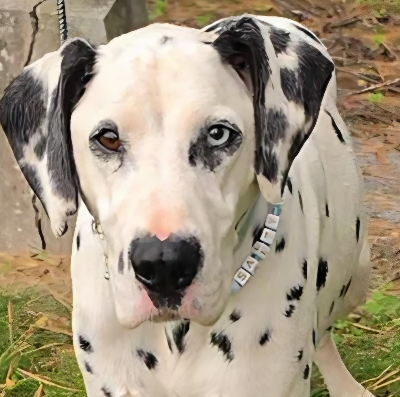 Enlarge Darwin, a Adoptable Dalmatian in LaGrange, IN image 1/6