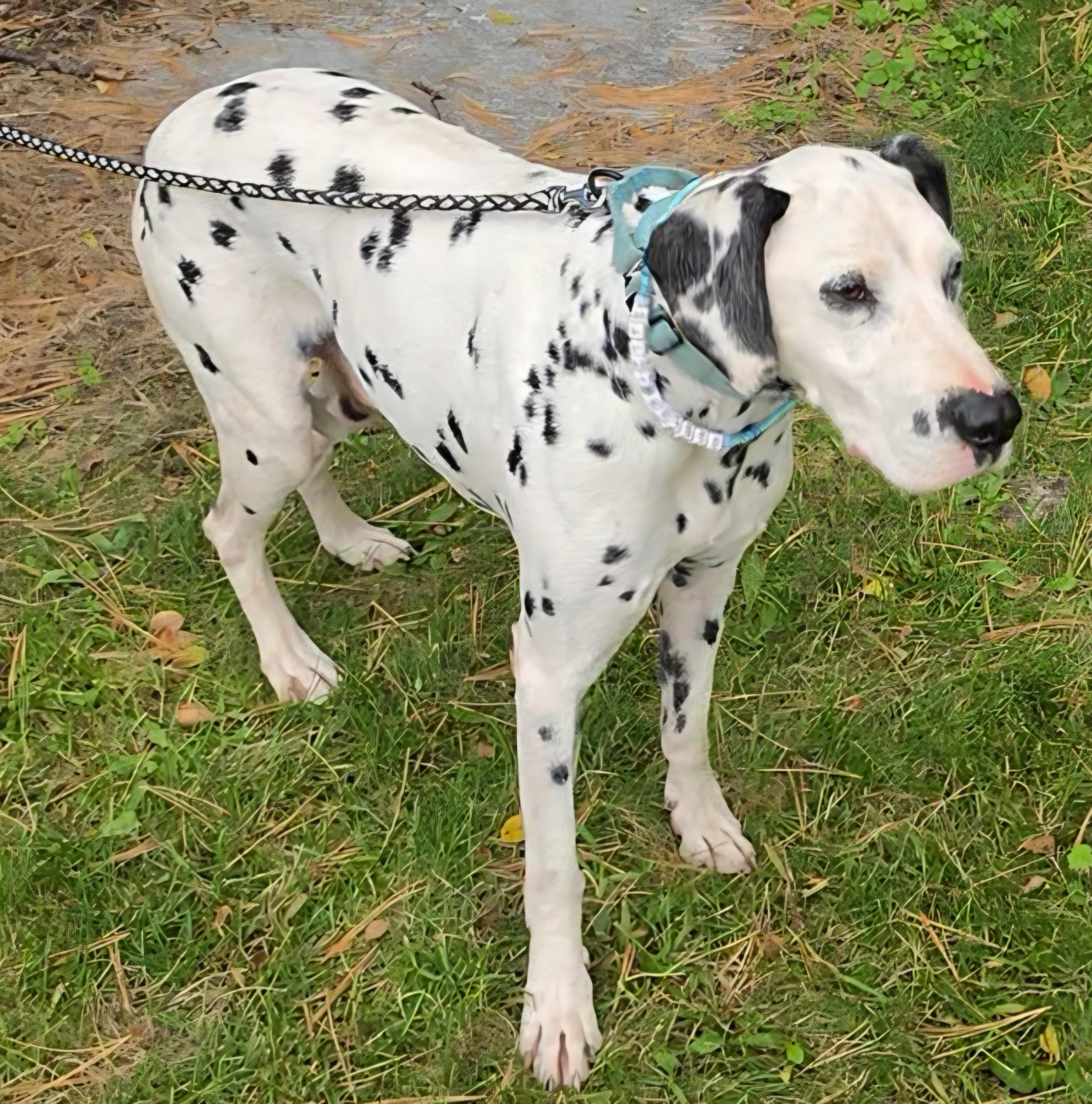 Enlarge Darwin, a Adoptable Dalmatian in LaGrange, IN image 4/6