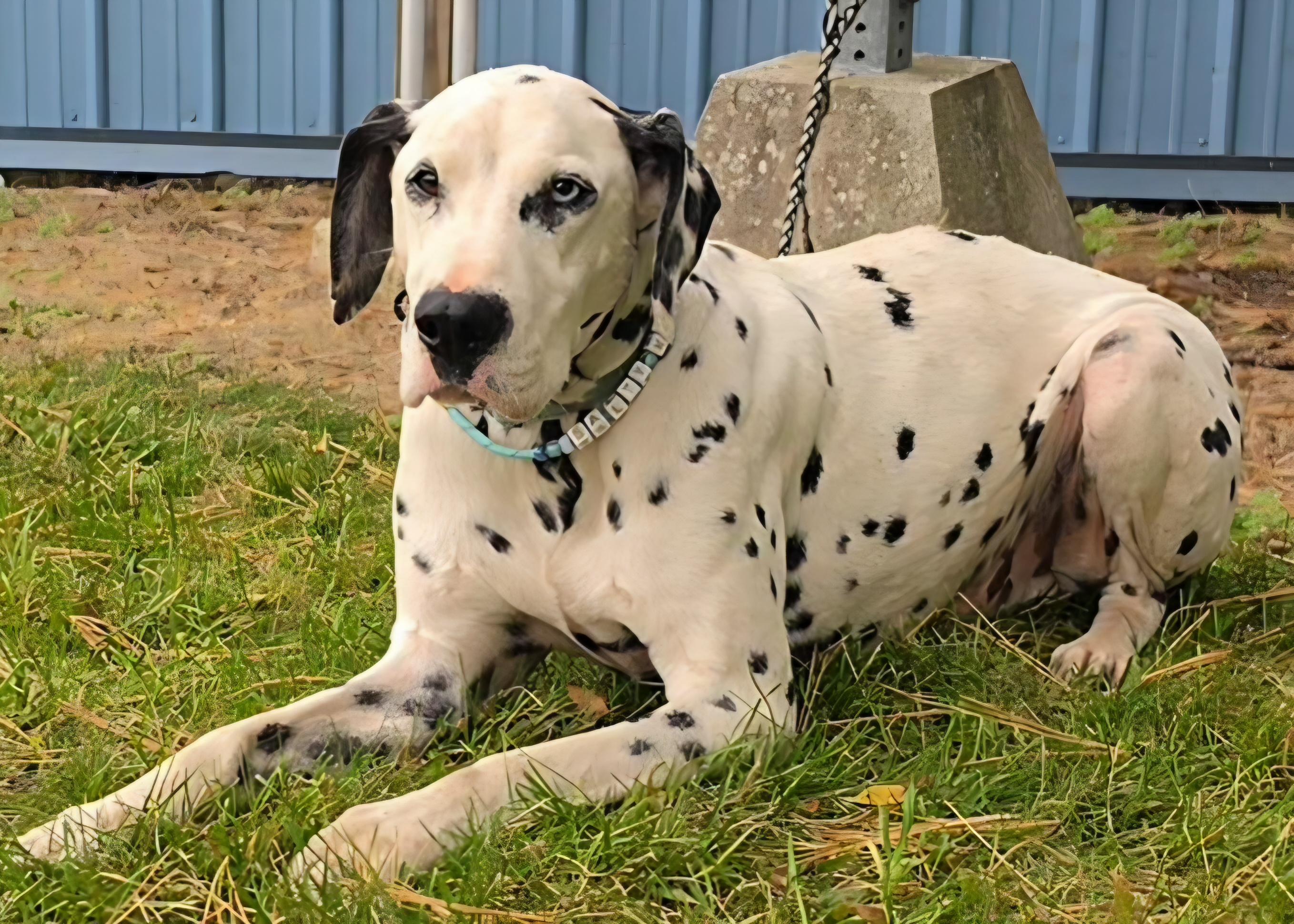 Enlarge Darwin, a Adoptable Dalmatian in LaGrange, IN image 5/6
