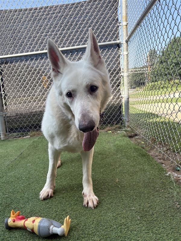 Skipper, Adoptable, Senior Male White German Shepherd.