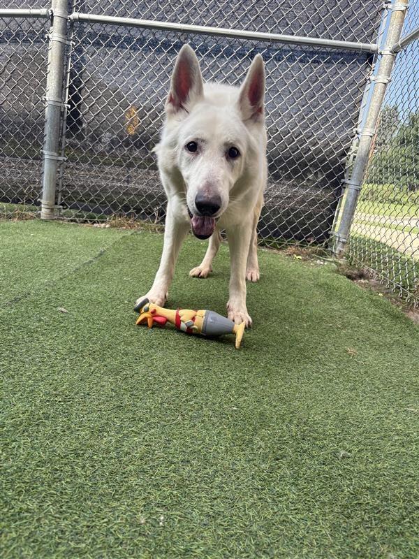 Enlarge Skipper, a Adoptable White German Shepherd in New Kensington, PA image 2/6