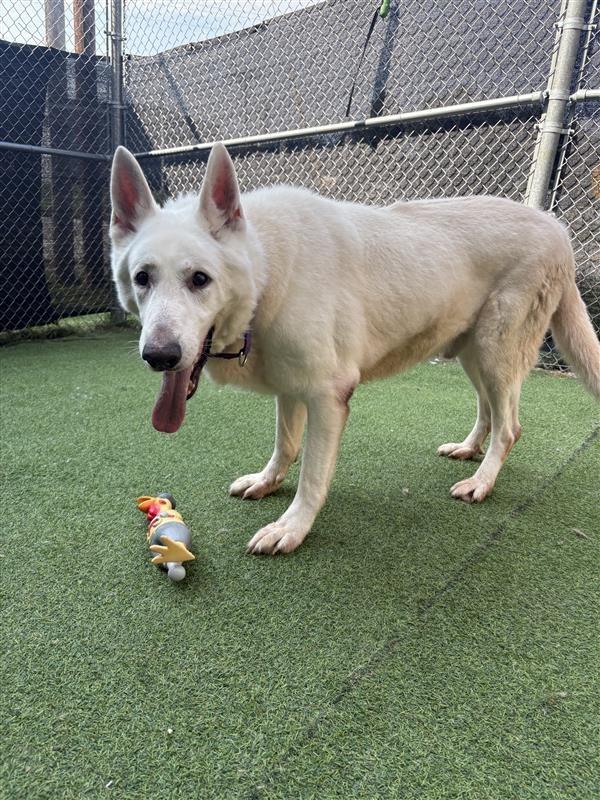 Enlarge Skipper, a Adoptable White German Shepherd in New Kensington, PA image 3/6