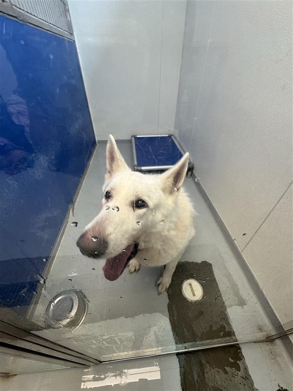 Enlarge Skipper, a Adoptable White German Shepherd in New Kensington, PA image 4/6