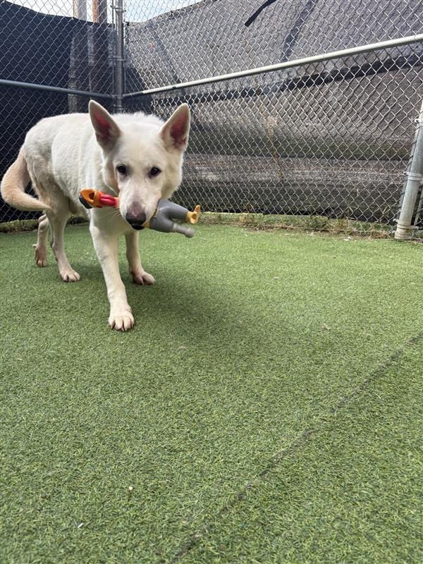 Enlarge Skipper, a Adoptable White German Shepherd in New Kensington, PA image 5/6