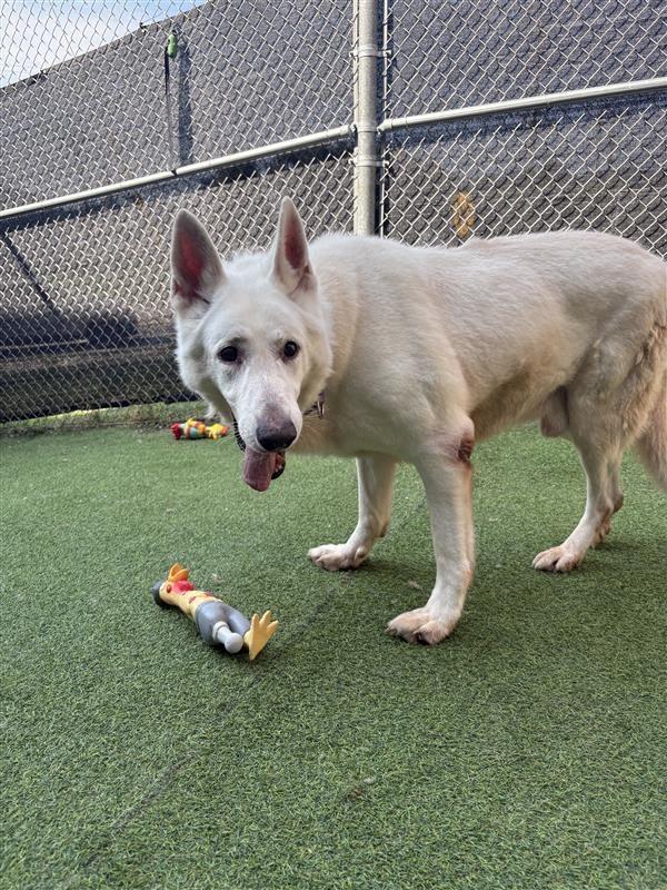 Enlarge Skipper, a Adoptable White German Shepherd in New Kensington, PA image 6/6