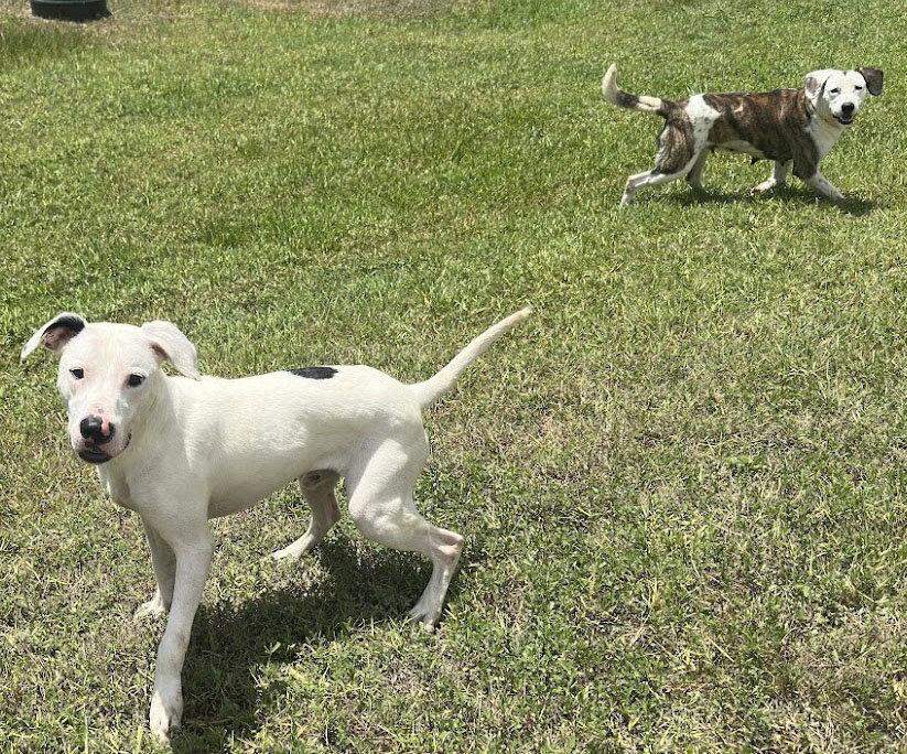 Snoopy, Adoptable, Young Male Pointer.