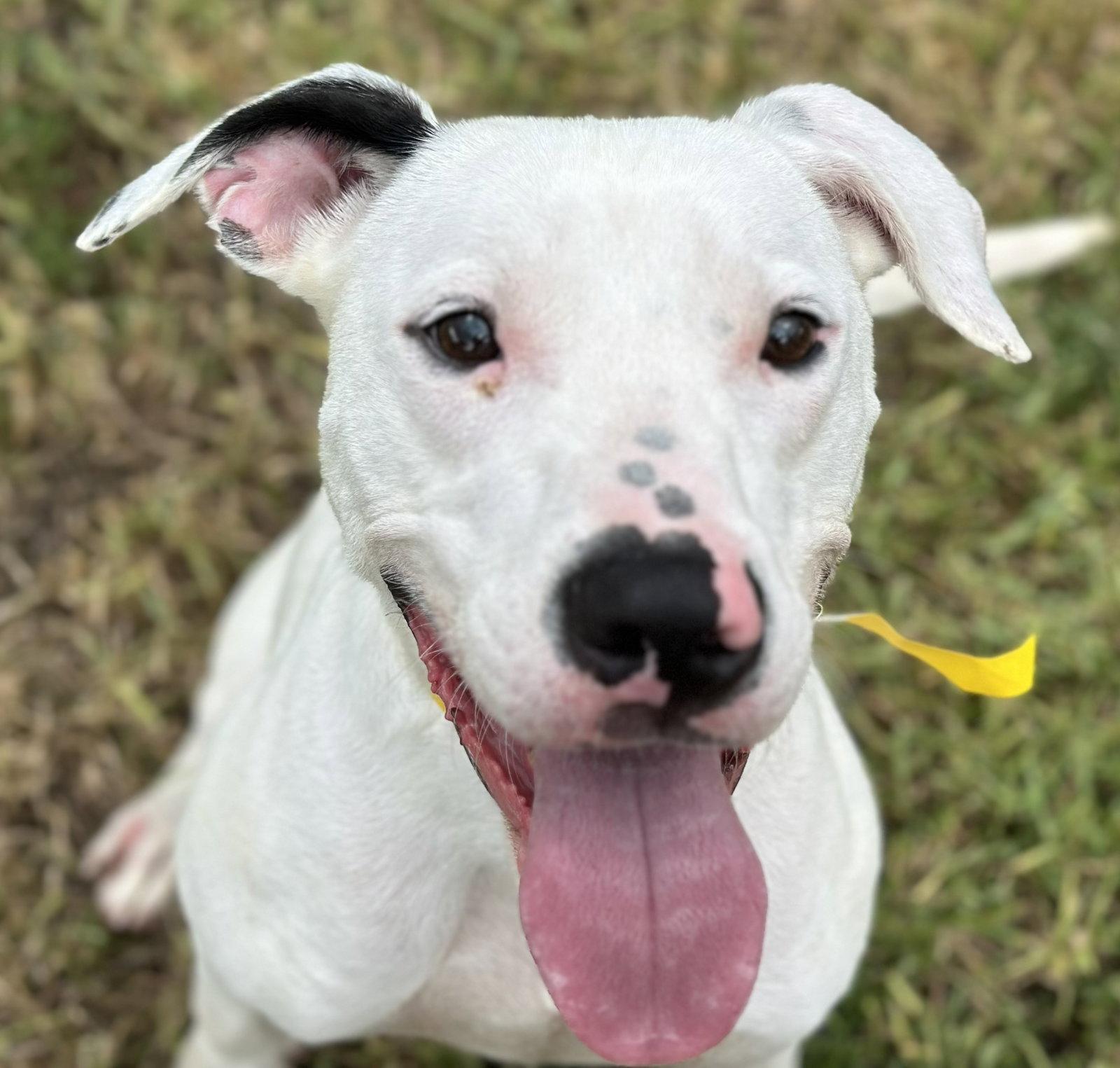Enlarge Snoopy, a Adoptable Pointer in Houston, TX image 3/3