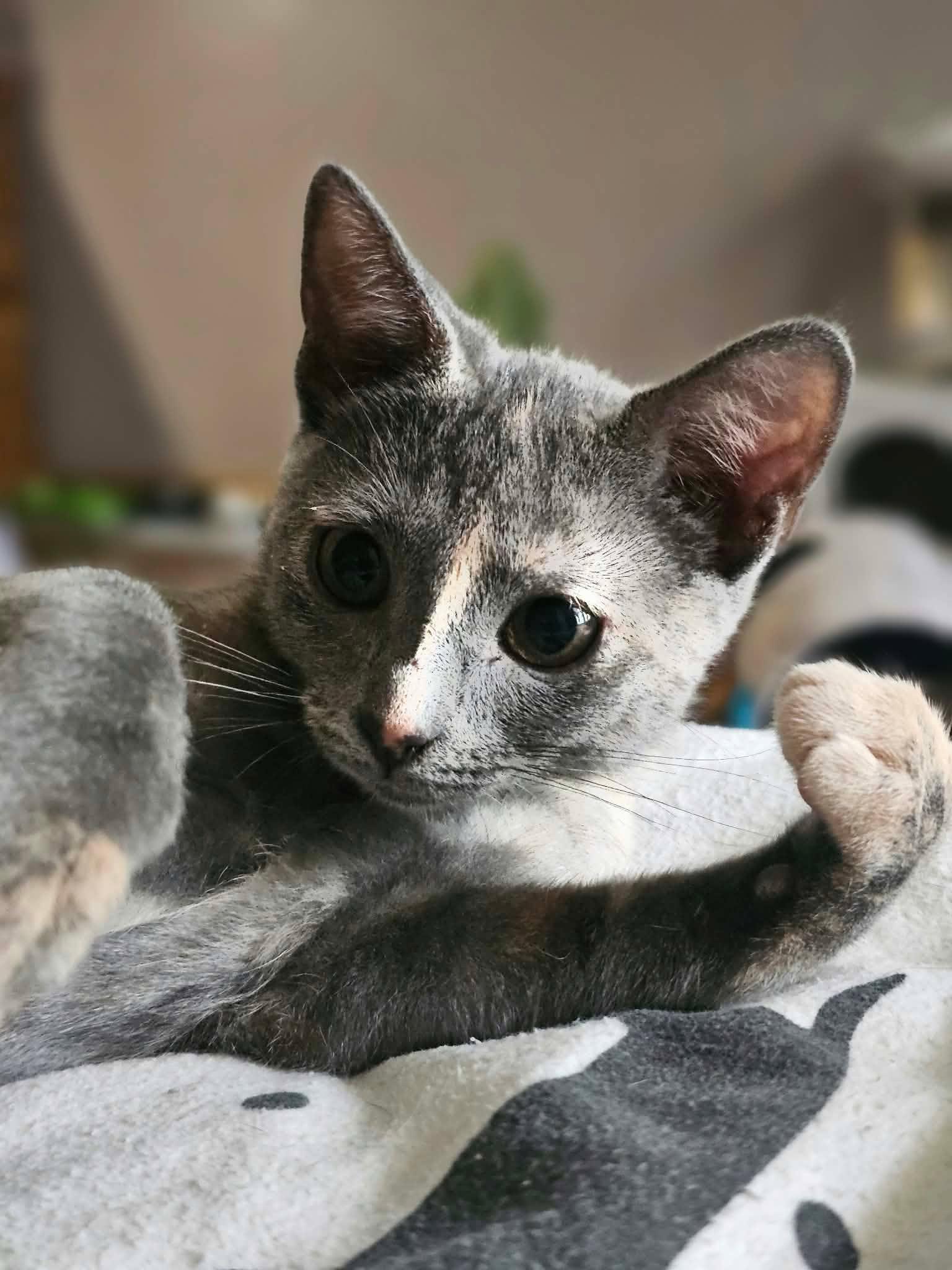 Enlarge Willow, a Adoptable Dilute Calico in Decorah, IA image 4/5