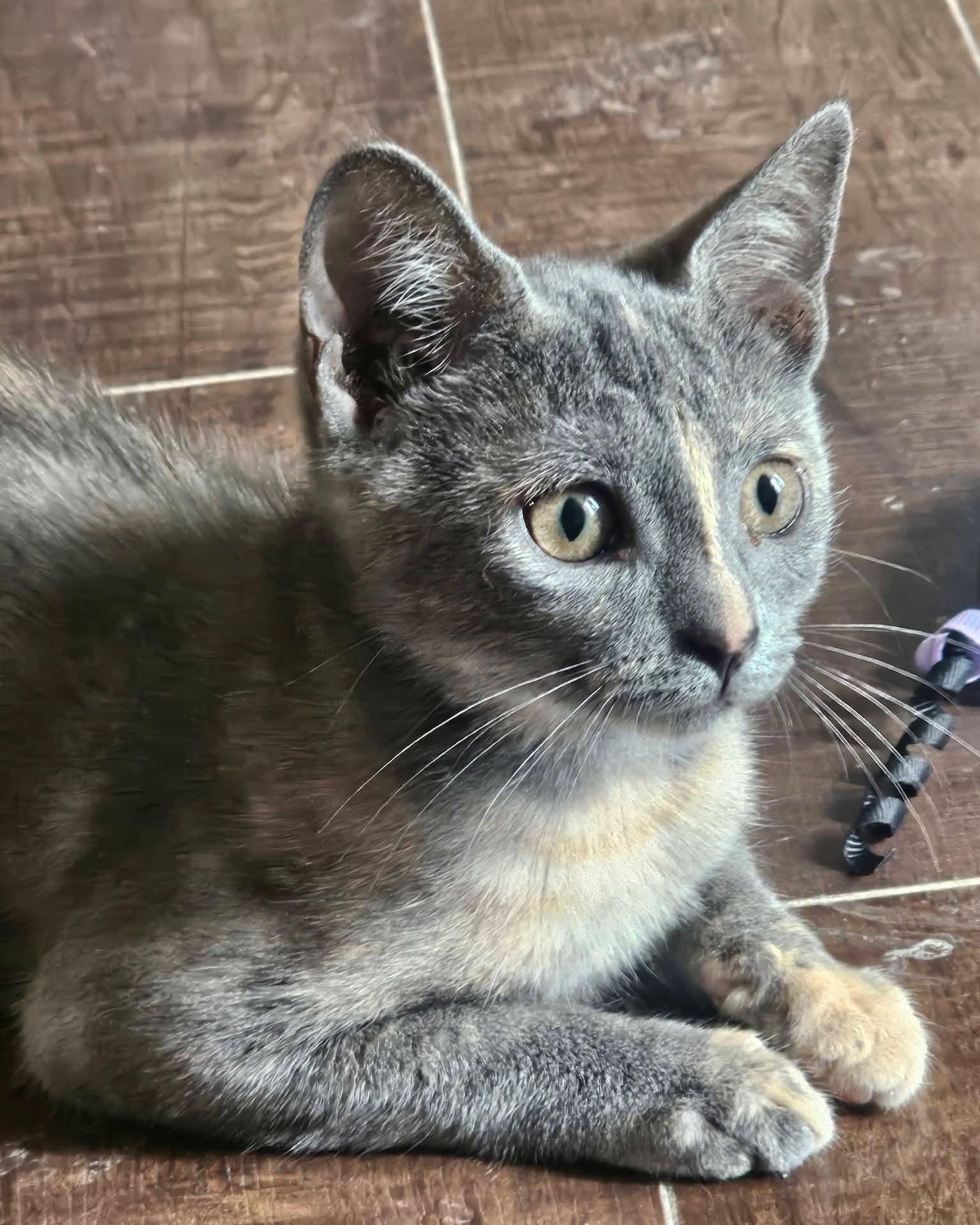 Willow, Adoptable, Kitten Female Dilute Calico.