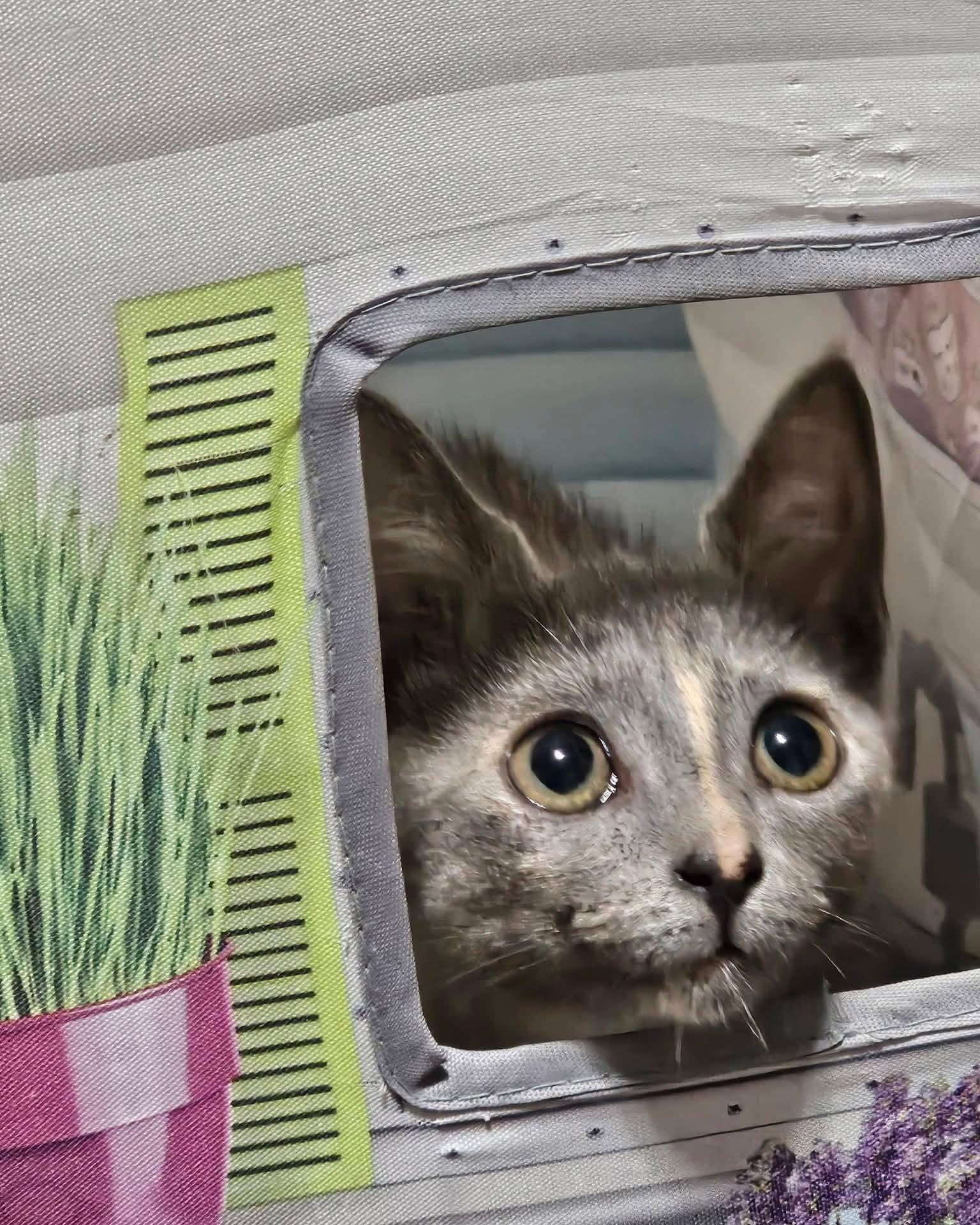 Enlarge Willow, a Adoptable Dilute Calico in Decorah, IA image 5/5