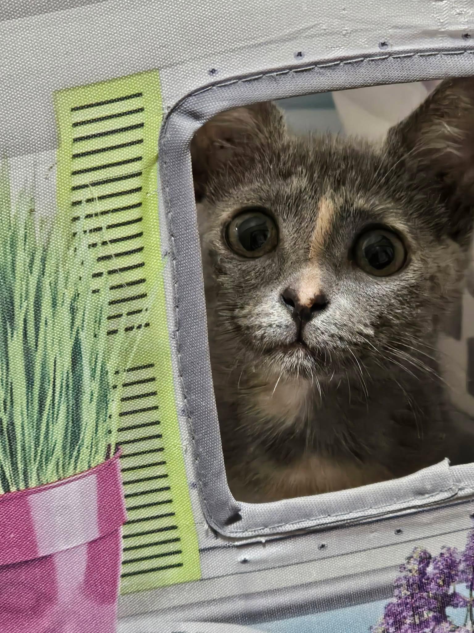 Enlarge Willow, a Adoptable Dilute Calico in Decorah, IA image 2/5