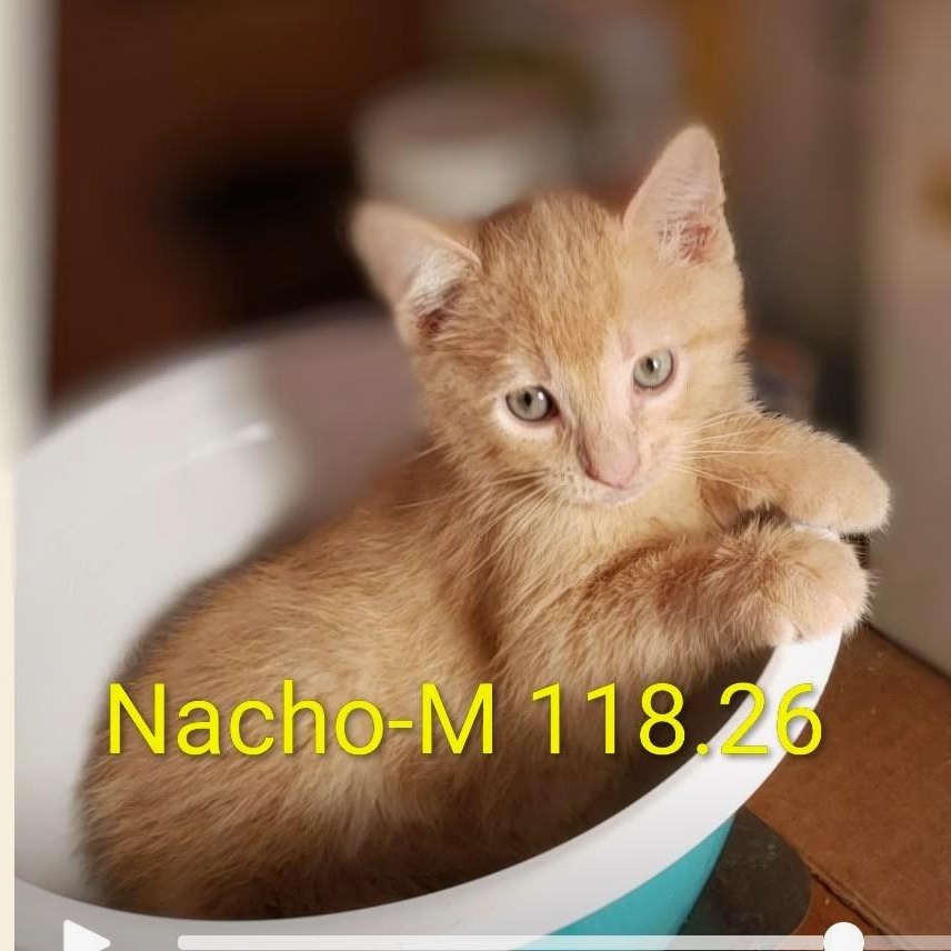 Foster Nacho, Adoptable, Kitten Male Domestic Short Hair.
