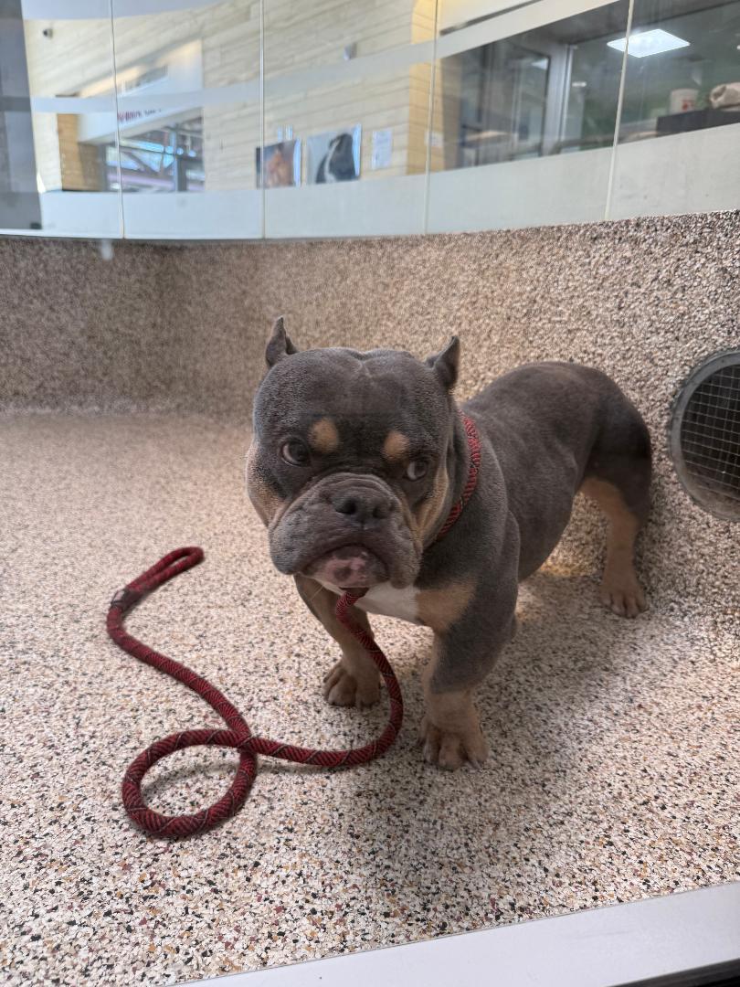 Chanel, a Adoptable mixed breed in Los Angeles, CA image 2/3