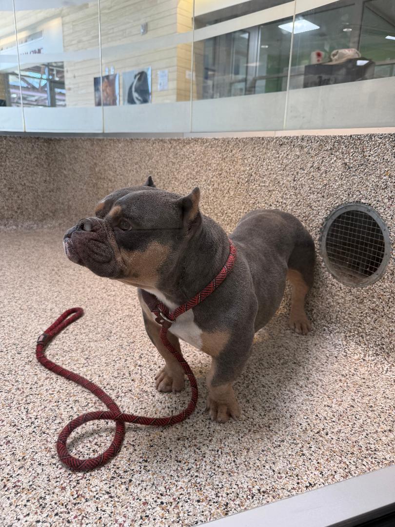 Chanel, a Adoptable mixed breed in Los Angeles, CA image 3/3