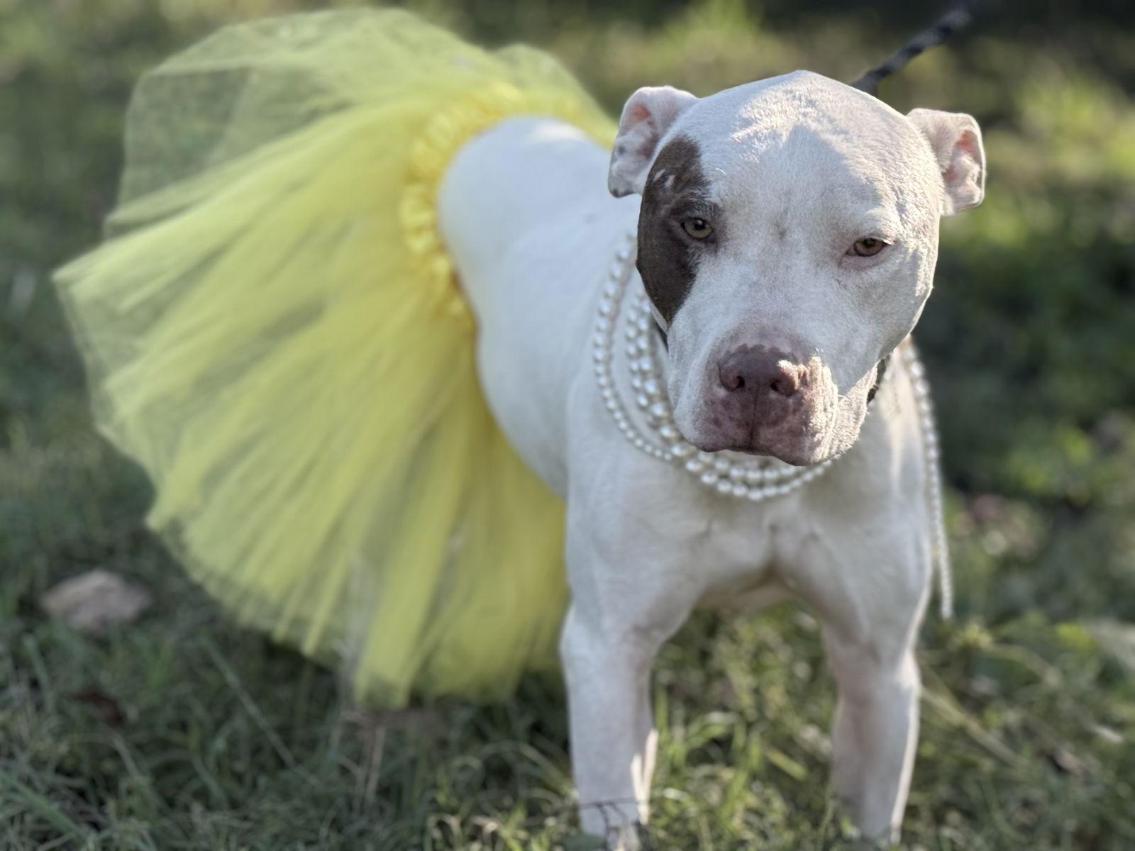 Enlarge Kate Hudson, a Adoptable Pit Bull Terrier in Antioch, TN image 1/3