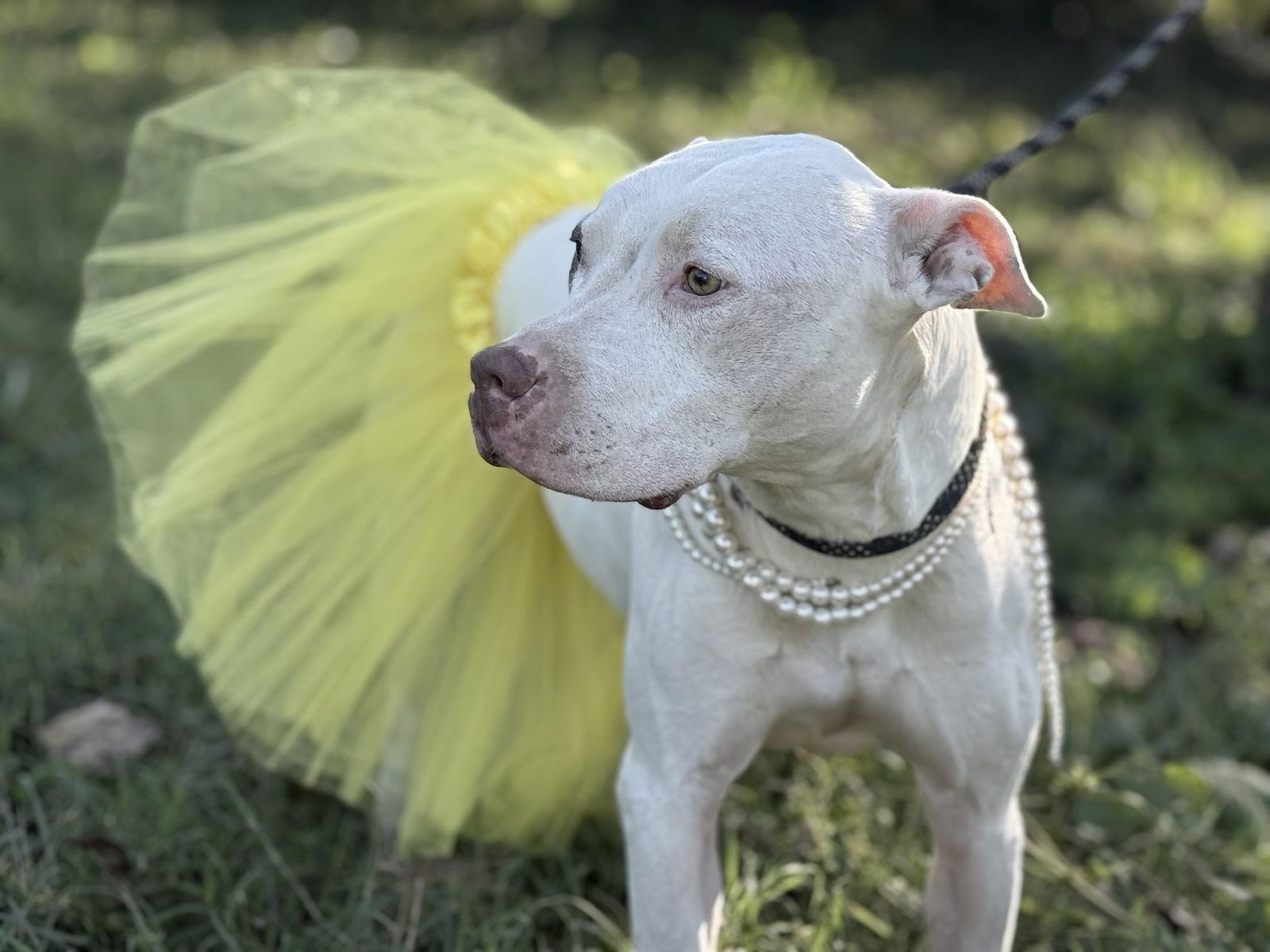 Enlarge Kate Hudson, a Adoptable Pit Bull Terrier in Antioch, TN image 3/3