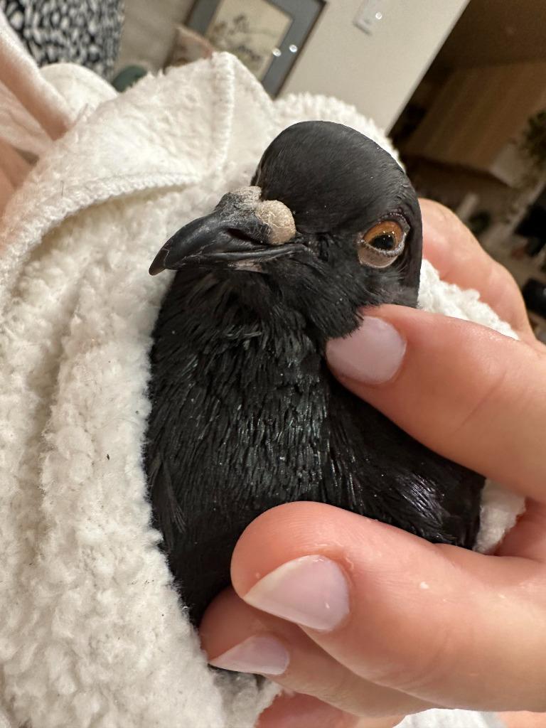 Enlarge Ace w/Lake, a Adoptable Pigeon in San Francisco, CA image 1/1