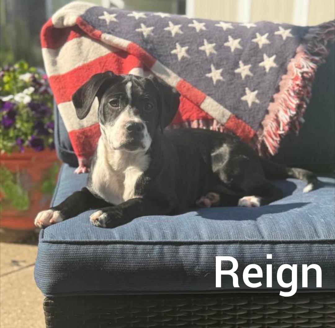 Reign