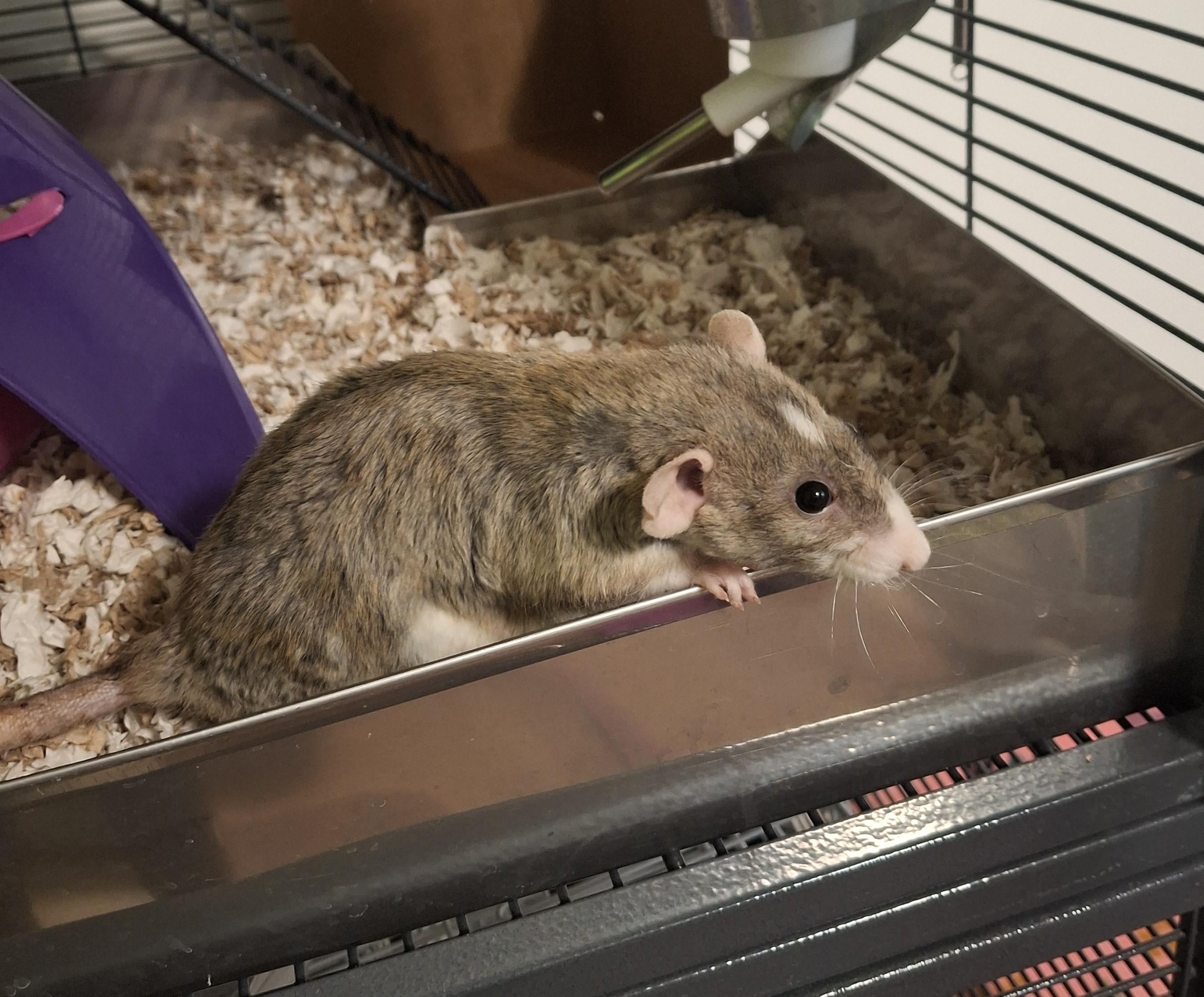 Enlarge Luca, a ADOPTABLE Rat in Omaha, NE image 2/6