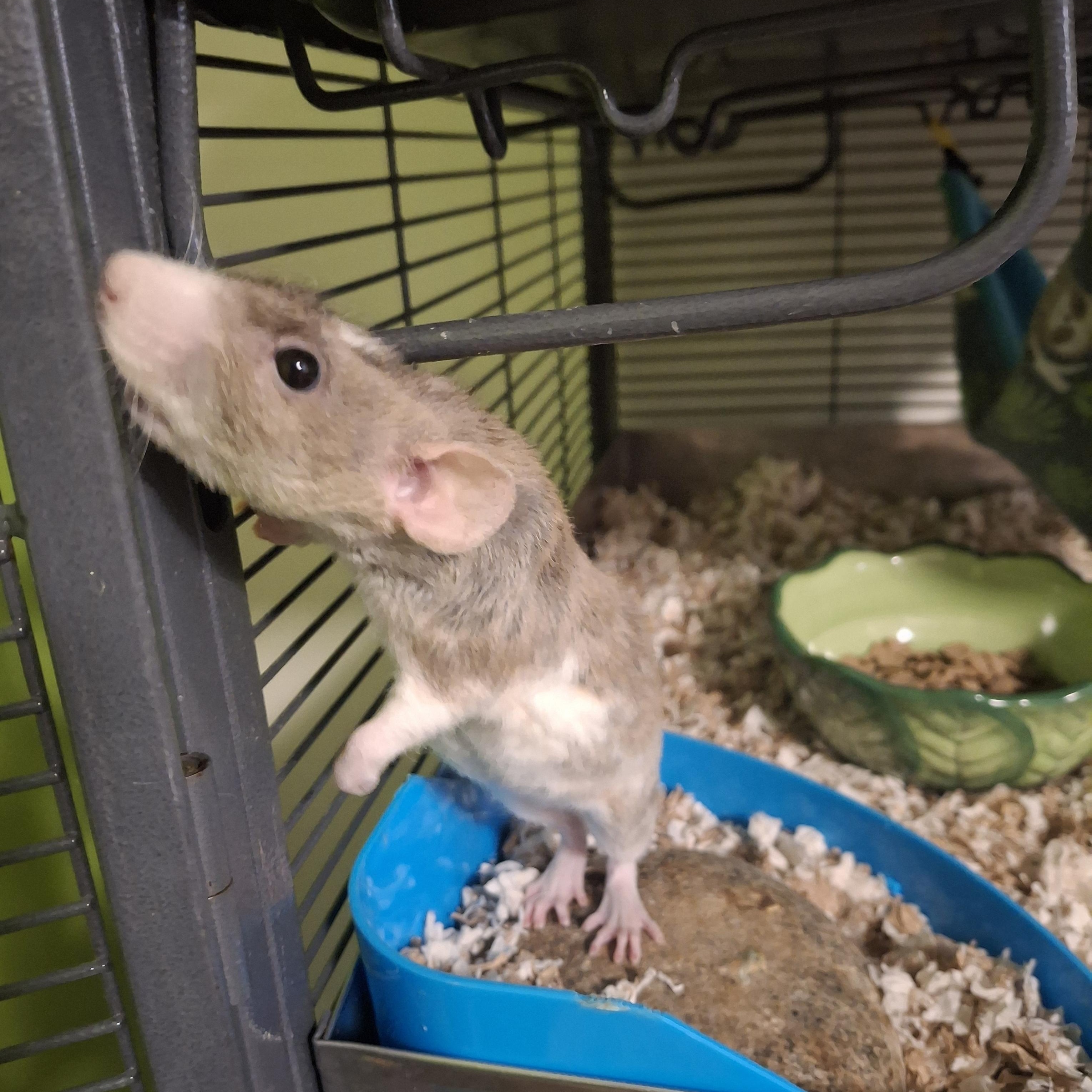 Enlarge Luca, a ADOPTABLE Rat in Omaha, NE image 3/6
