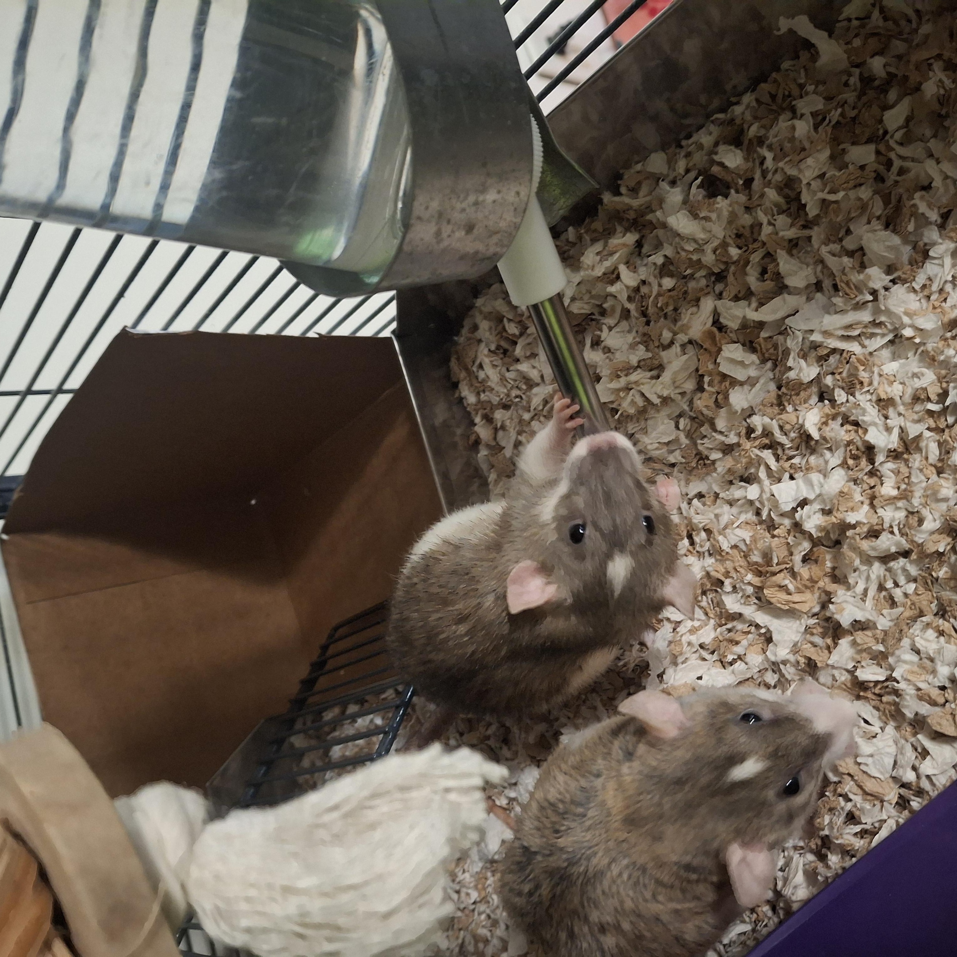 Enlarge Luca, a ADOPTABLE Rat in Omaha, NE image 5/6