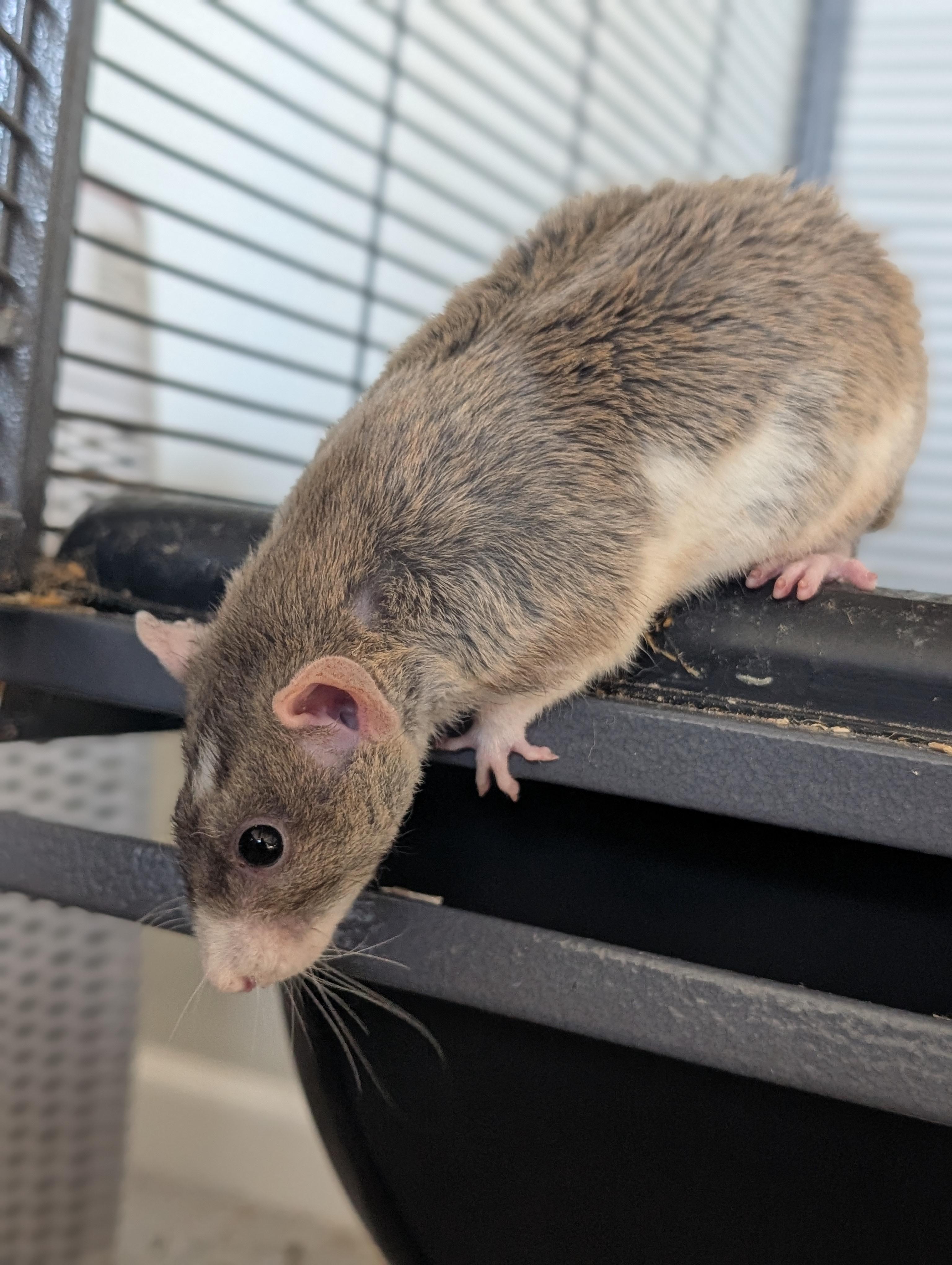 Enlarge Luca, a ADOPTABLE Rat in Omaha, NE image 6/6
