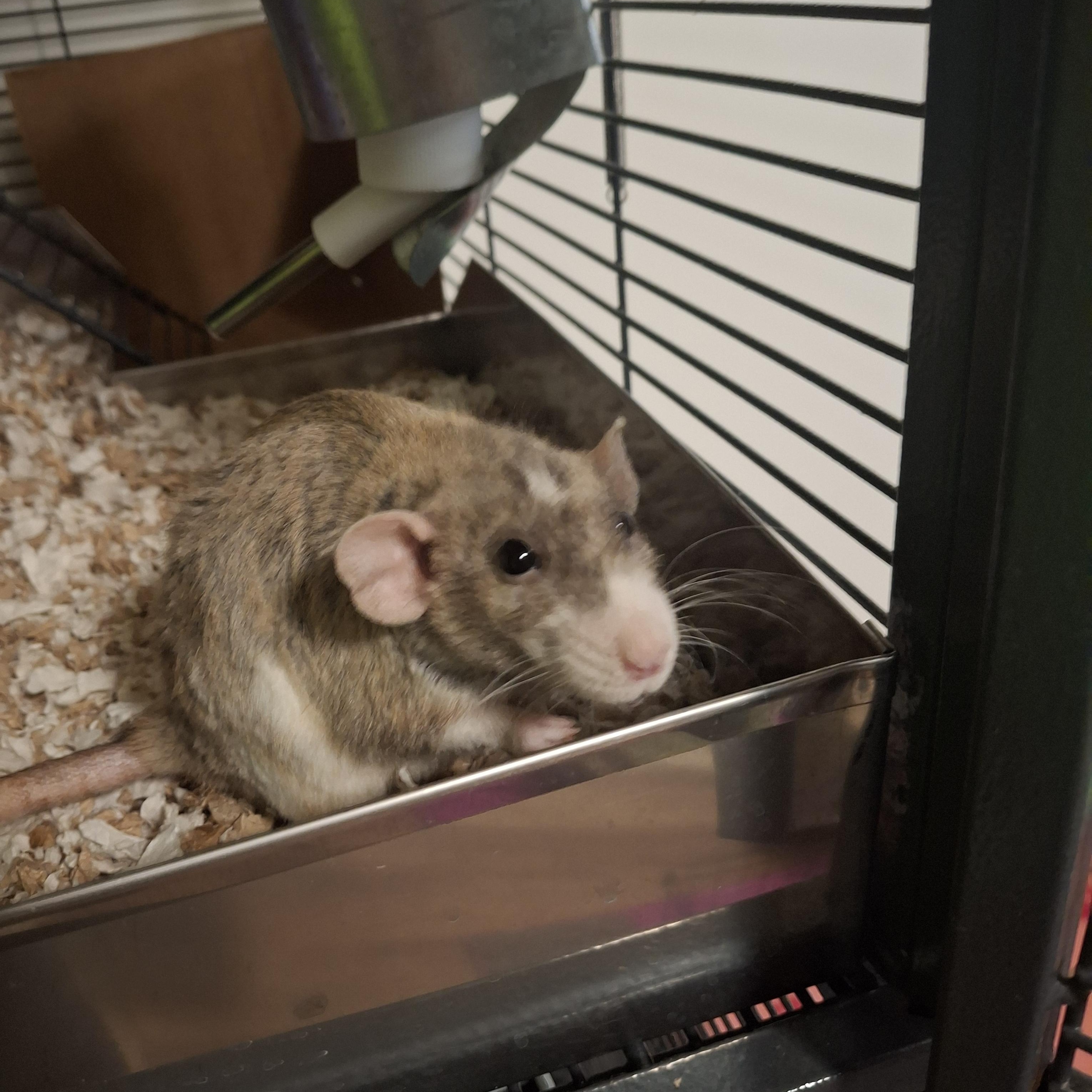 Enlarge Luca, a ADOPTABLE Rat in Omaha, NE image 4/6