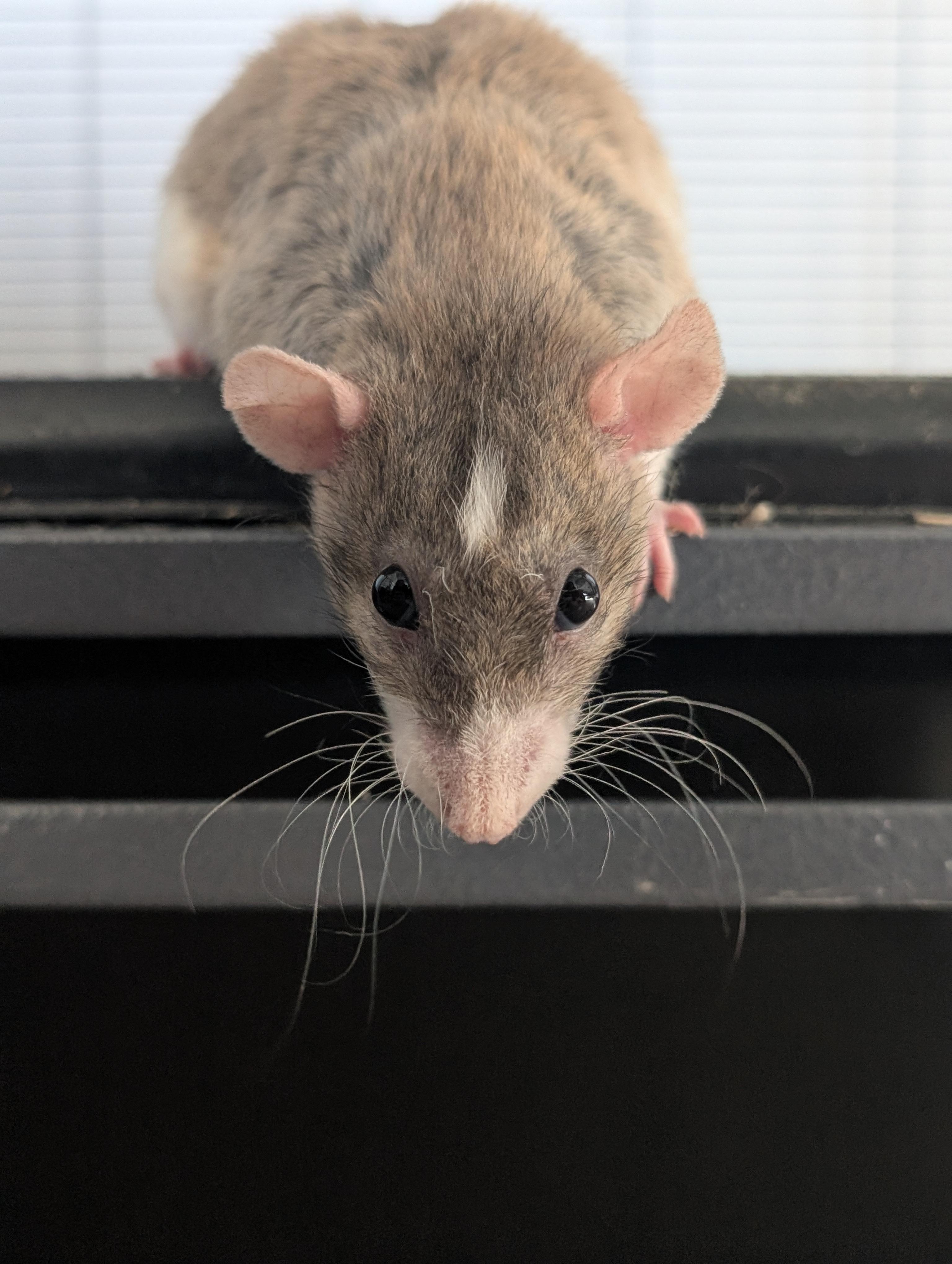 Enlarge Luca, a ADOPTABLE Rat in Omaha, NE image 1/6