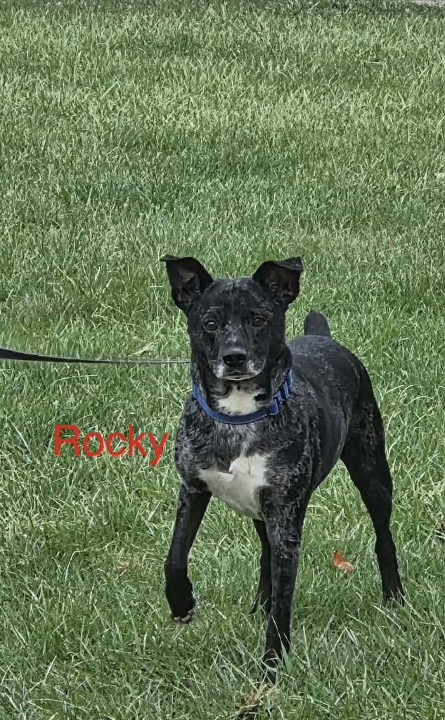 Rocky, Adoptable, Adult Male Jack Russell Terrier & Mixed Breed.