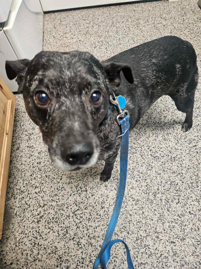 Rocky, a Adoptable mixed breed in Kendallville, IN image 2/2