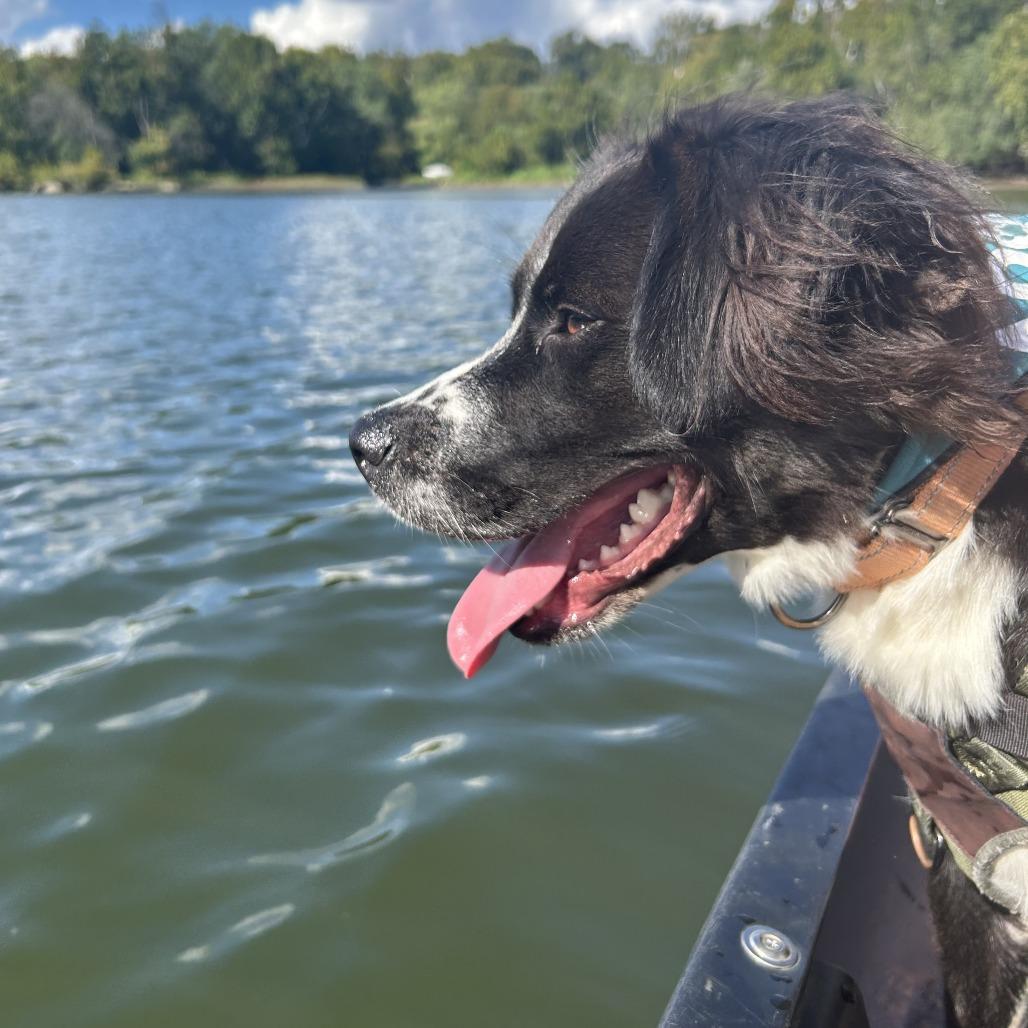 Enlarge Loki, a Adoptable mixed breed in Washington, DC image 2/6