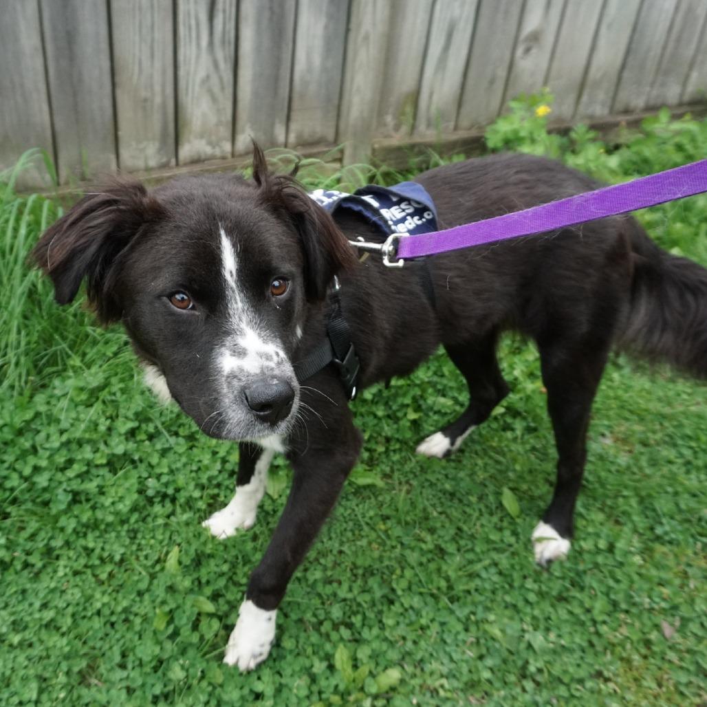 Enlarge Loki, a Adoptable mixed breed in Washington, DC image 3/6