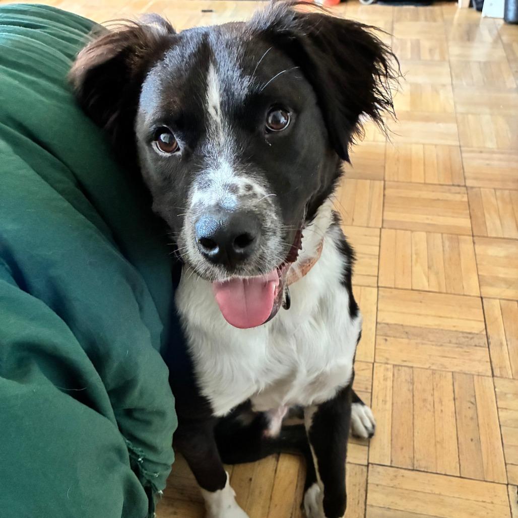 Enlarge Loki, a Adoptable mixed breed in Washington, DC image 4/6