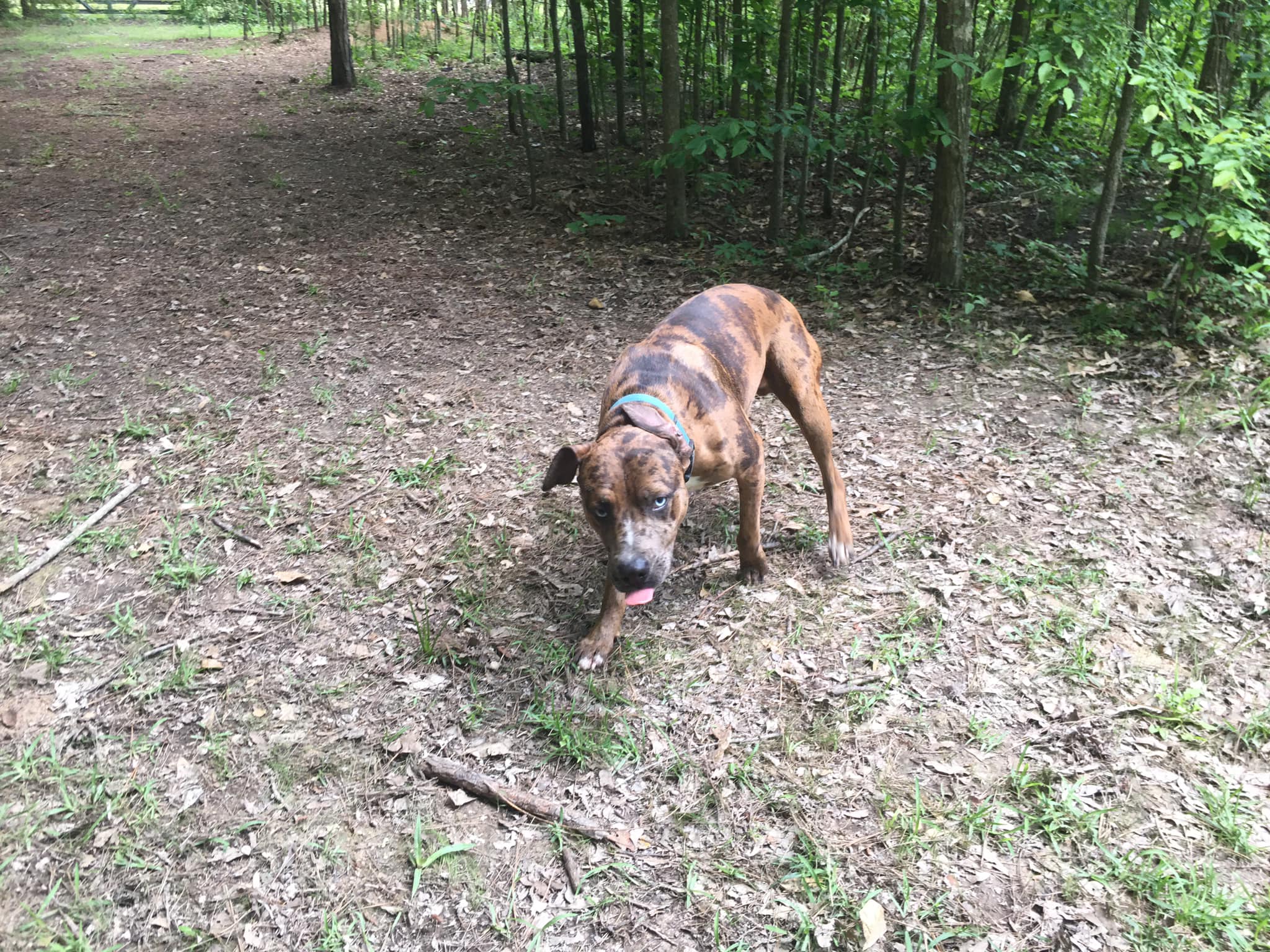 Enlarge Blue, a Adoptable Catahoula Leopard Dog in Pine Bluff, AR image 6/9