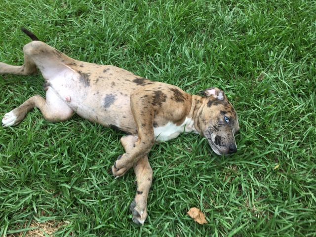 Enlarge Blue, a Adoptable Catahoula Leopard Dog in Pine Bluff, AR image 7/9