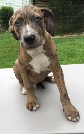 Enlarge Blue, a Adoptable Catahoula Leopard Dog in Pine Bluff, AR image 8/9