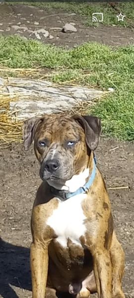 Enlarge Blue, a Adoptable Catahoula Leopard Dog in Pine Bluff, AR image 1/9