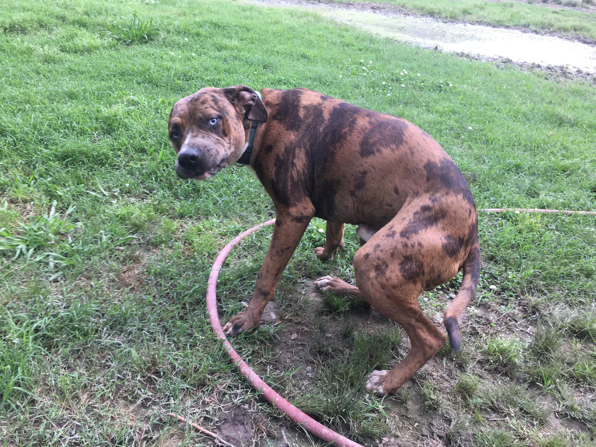 Enlarge Blue, a Adoptable Catahoula Leopard Dog in Pine Bluff, AR image 9/9