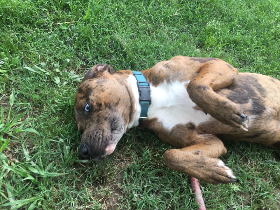 Enlarge Blue, a Adoptable Catahoula Leopard Dog in Pine Bluff, AR image 5/9