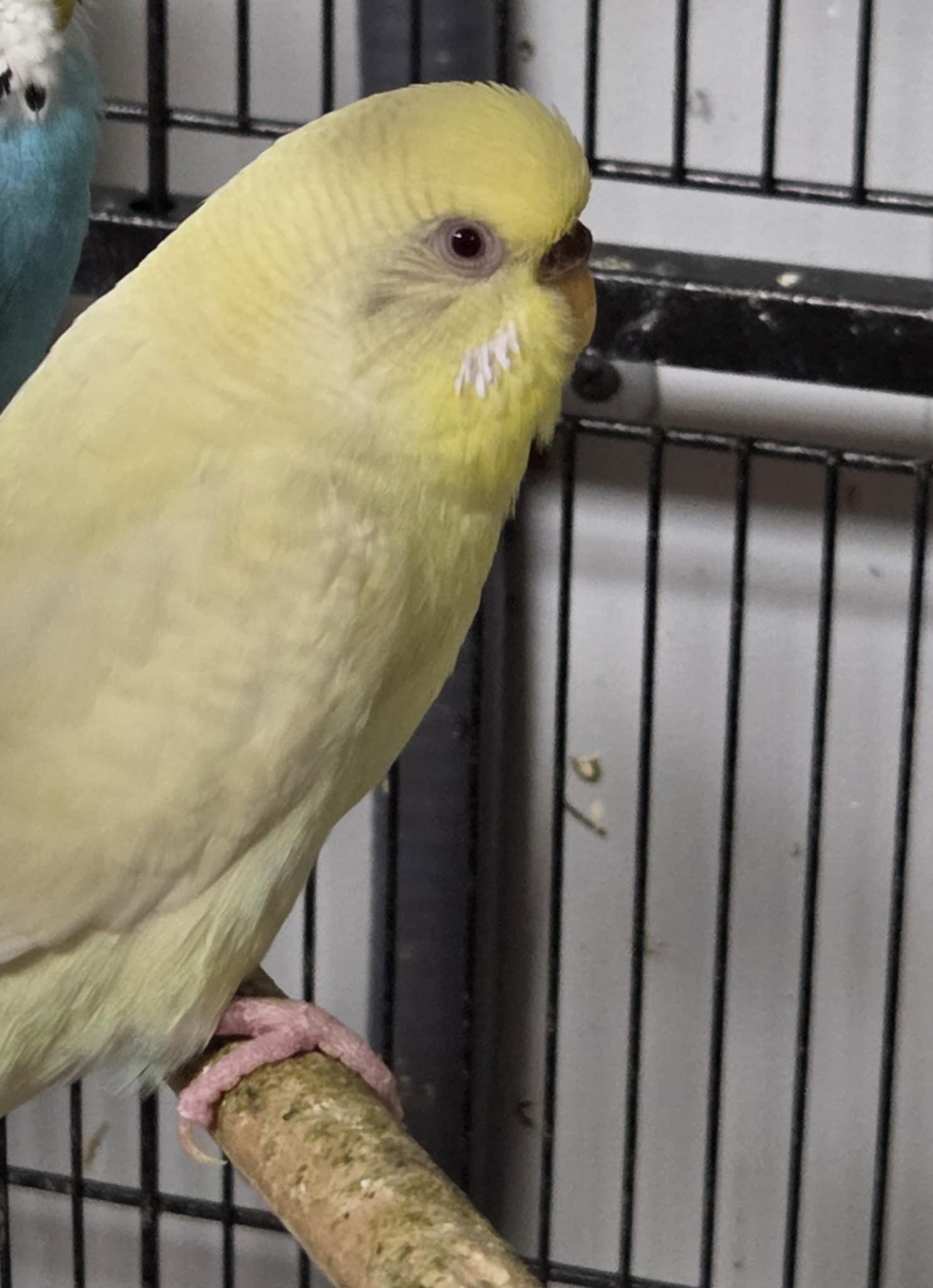 Banana, Adult Female unknown
