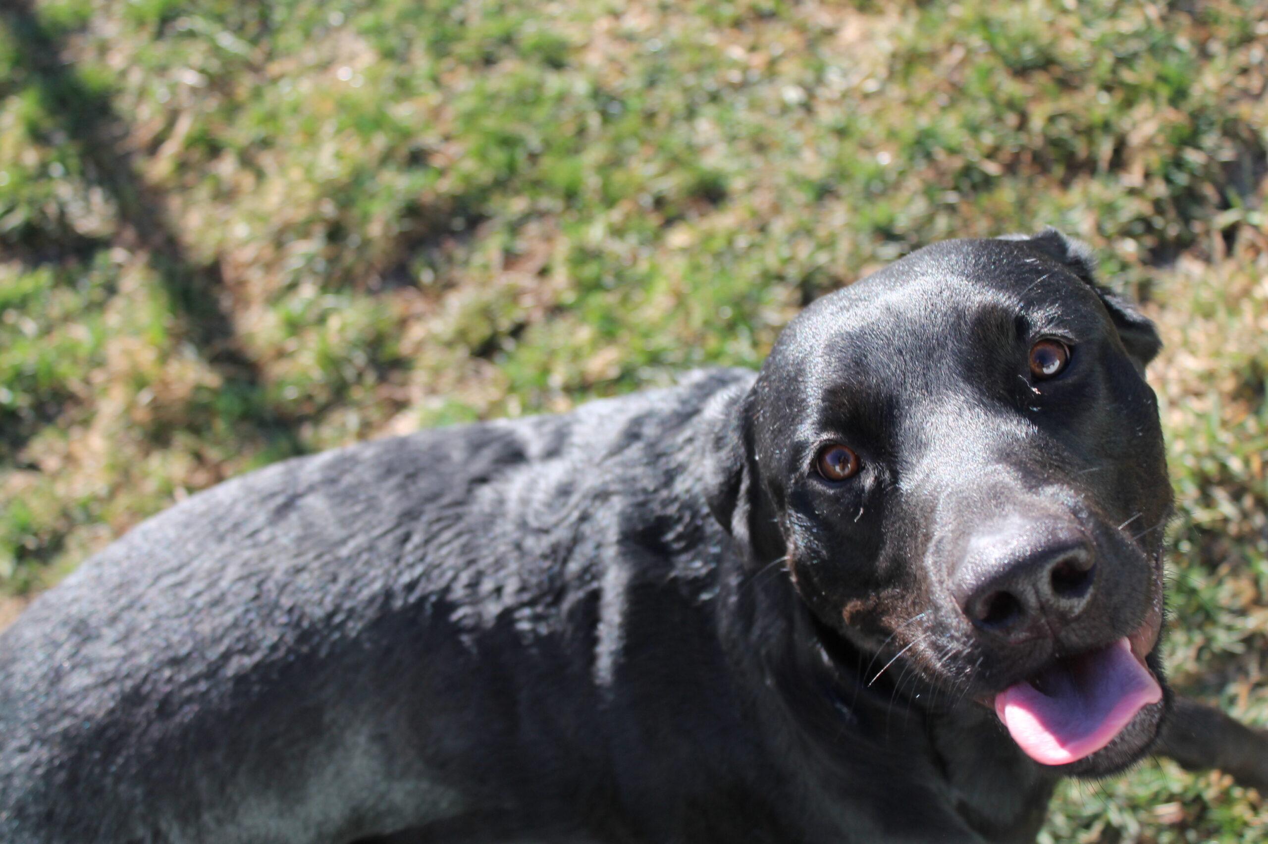 Enlarge Rosie, a ADOPTABLE mixed breed in McCall, ID image 1/2