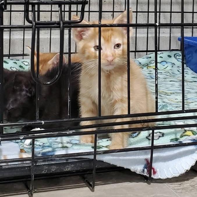 Cheeto, Adoptable, Kitten Male Domestic Short Hair & Domestic Medium Hair.