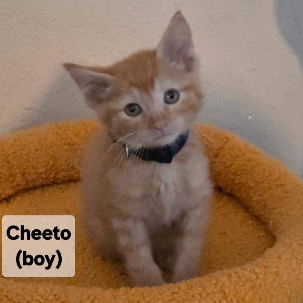 Enlarge Cheeto, a Adoptable mixed breed in Mondovi, WI image 2/2
