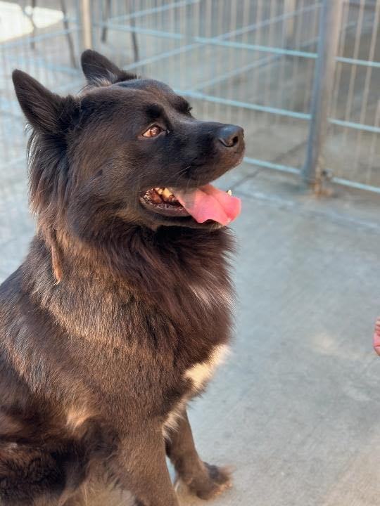 Enlarge Zeke, a Adoptable mixed breed in Marina del Rey, CA image 1/1